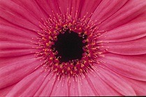 pink_flower